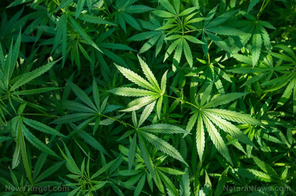 Image: Archaeologists discover cannabis in burners at 2,500-year-old Jirzankal cemetery in western China