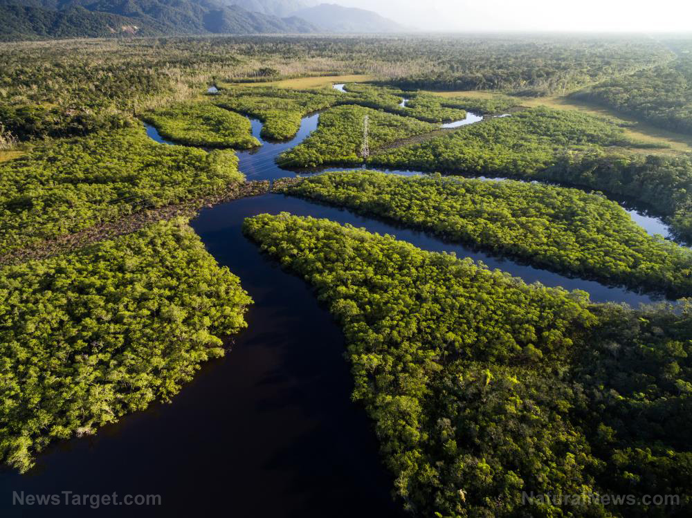 Image: Ancient ingenuity: Amazon tribes built fishponds to survive long droughts