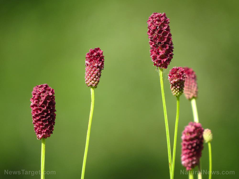 Image: Tannin from Sanguisorba officinalis exhibit potential anti-cancer properties