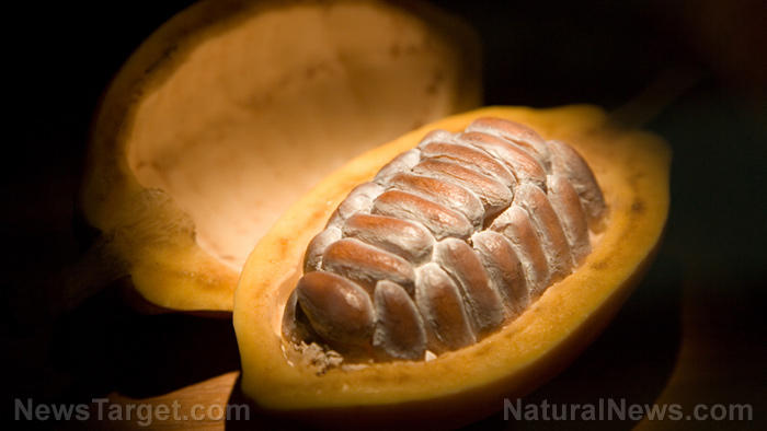 Image: Exploring the link between cacao byproducts and obesity management