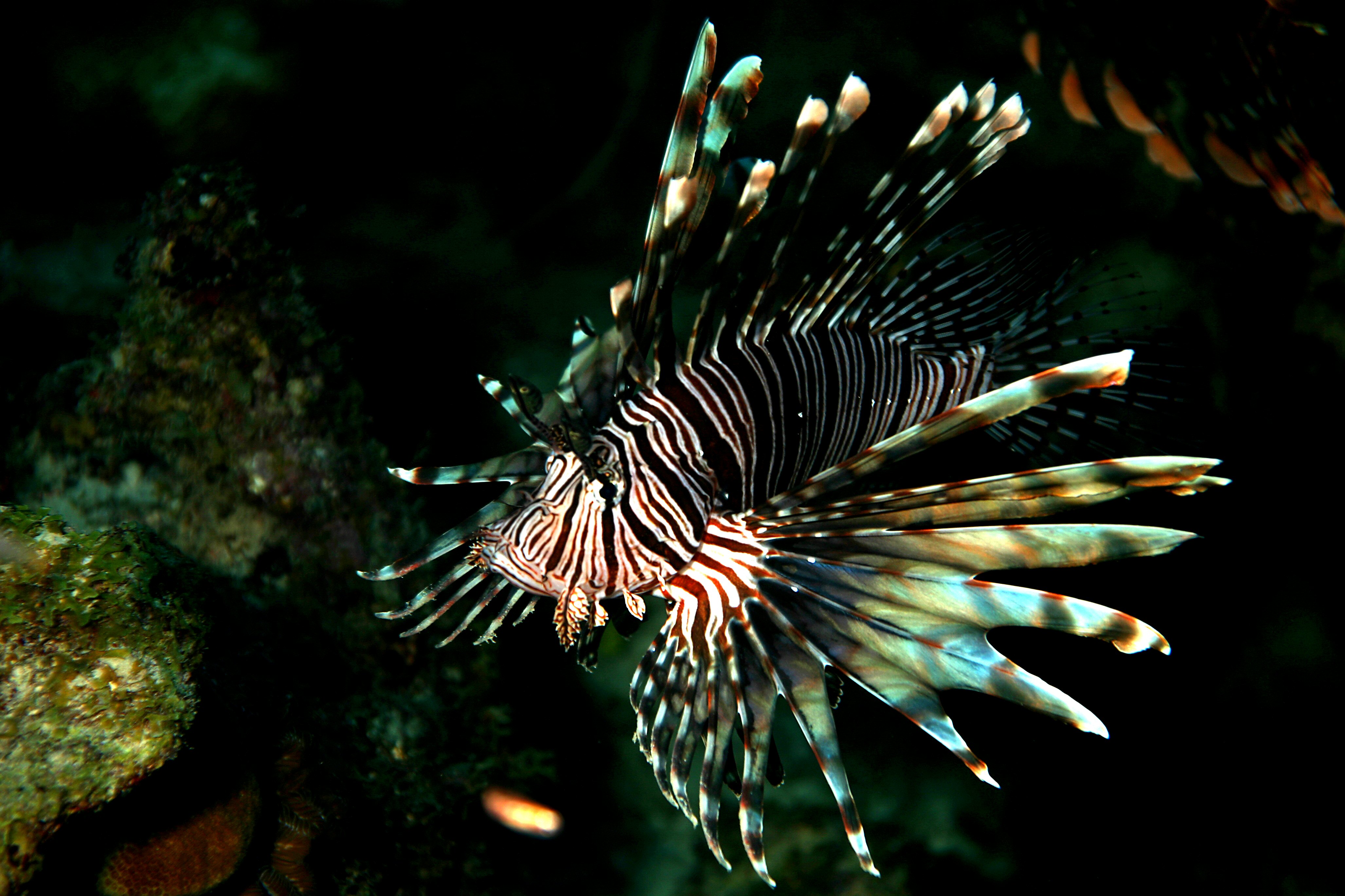 Image: Updating fluid-powered machines: Scientists design bizarre-looking lionfish powered by a blood-like compound