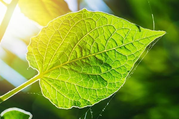 Image: Scientists are getting closer to creating artificial photosynthesis with new dual-atom catalyst which will help them harvest solar energy
