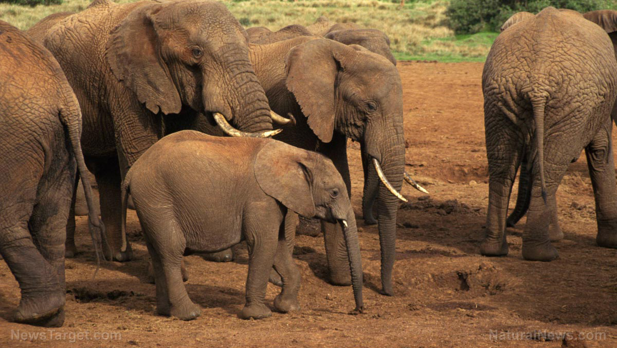 Image: SICKOS: Botswana auctions off licenses to kill elephants after hunting ban lifted
