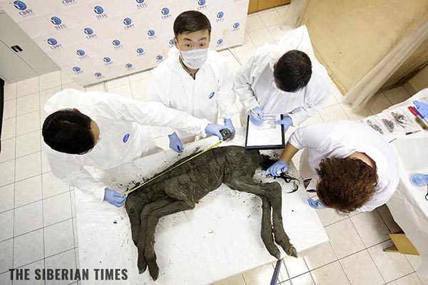 Image: Scientists dig up perfectly preserved 42,000-year-old horse – with blood and internal organs intact