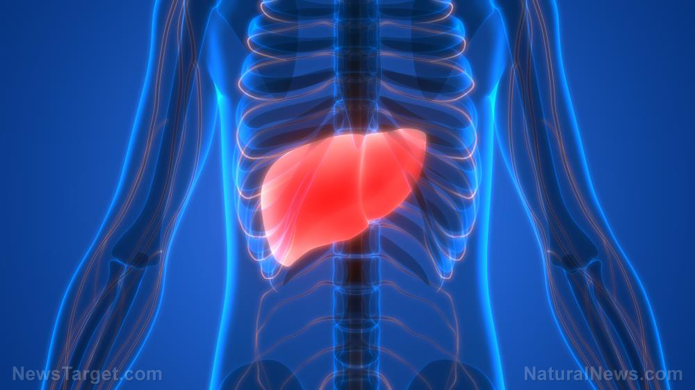 Image: What happens to the liver when you drink alcohol? For one, it loses its ability to protect against cancer
