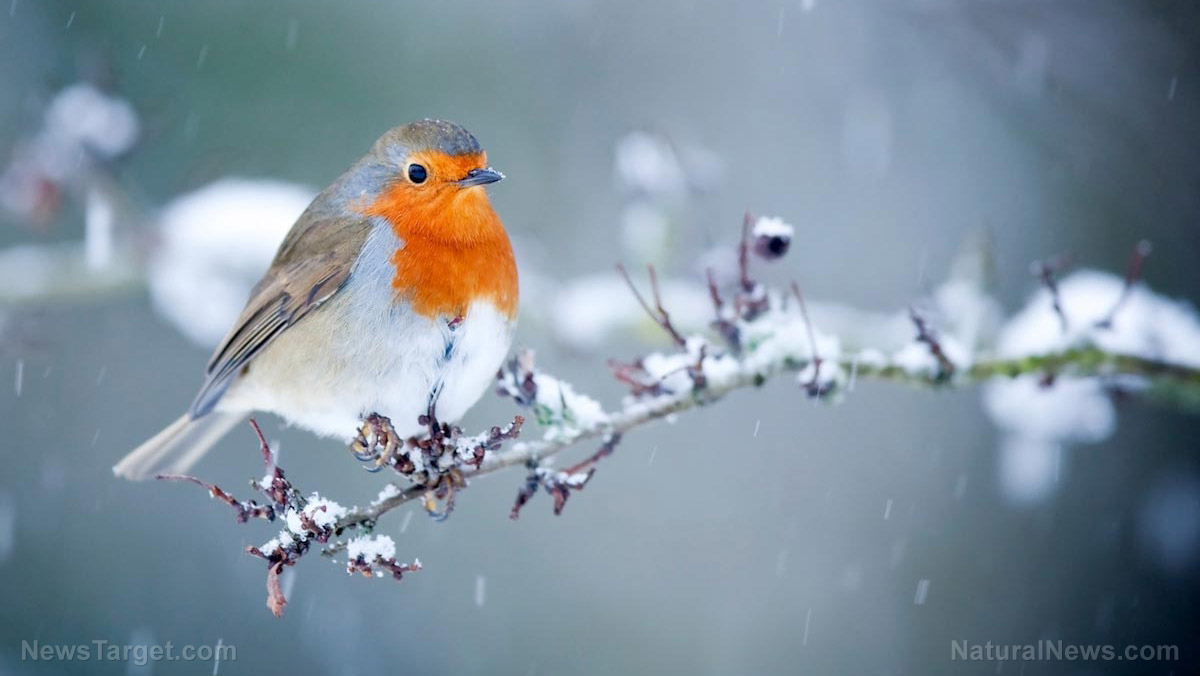 Image: Man-made noise is drowning out birdsong and potentially hurting the robin population