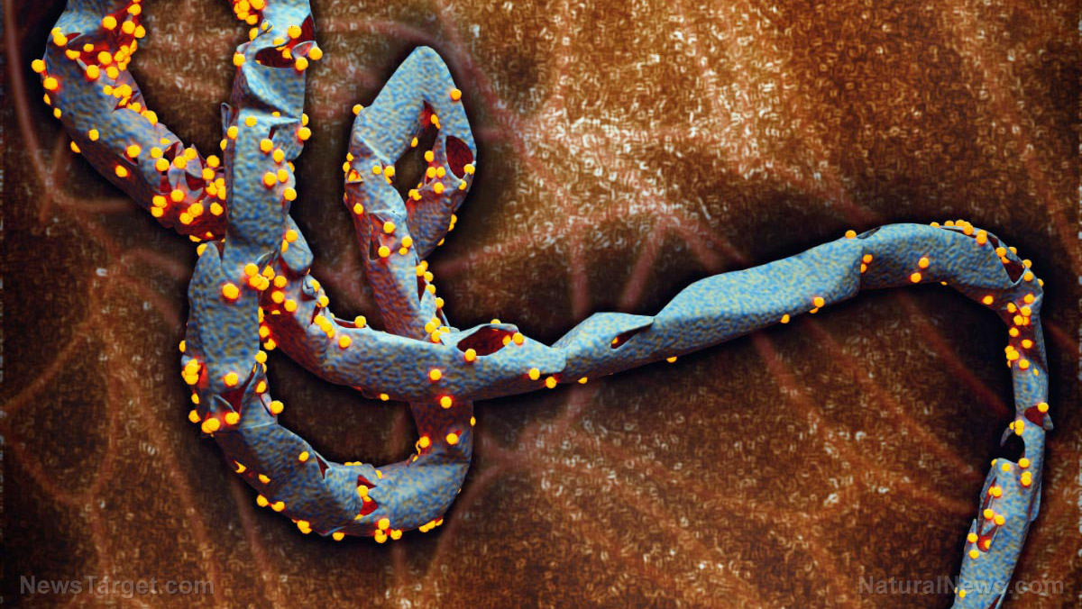 Image: New research reveals a way to stop Ebola virus from replicating