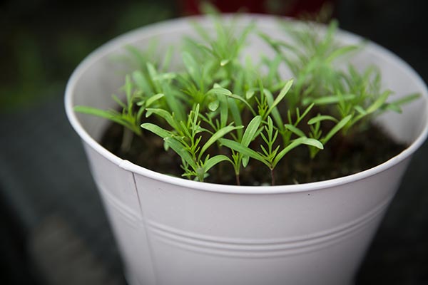 Image: Gardening 101: Ten crops you can grow in buckets throughout the year