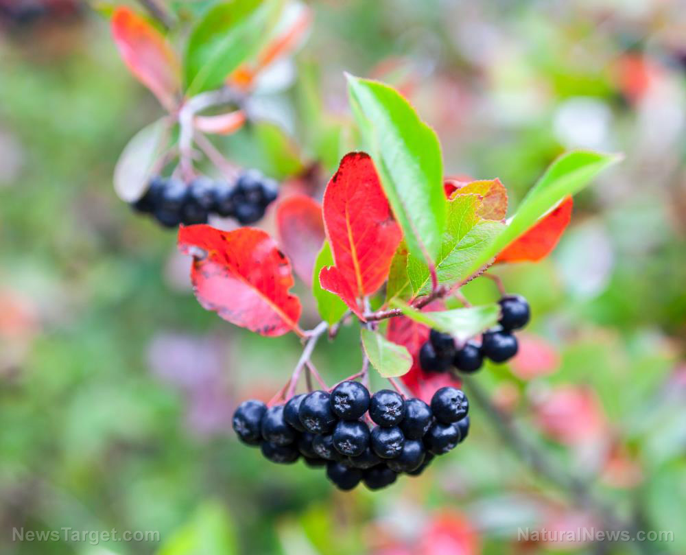 Image: Study: Consuming Aronia berries boosts heart health and improves cholesterol levels