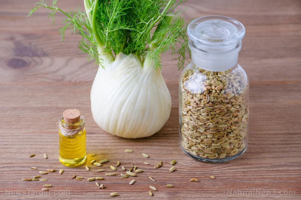Image: Investigating the anti-fungal effects of fennel oil