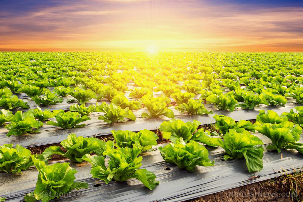 Image: Engineers develop “Vegebot” that can harvest lettuce