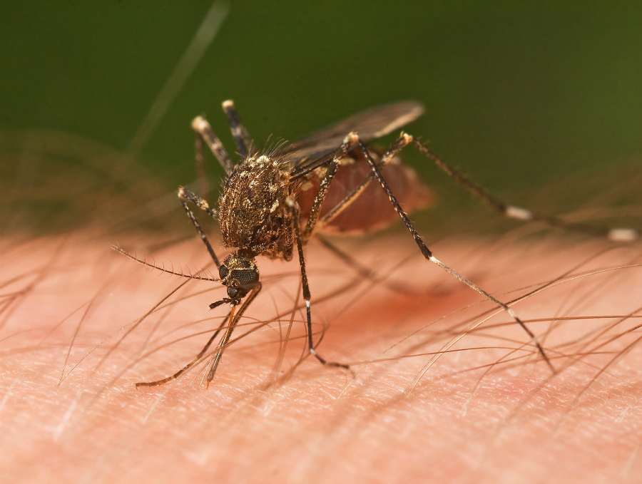 Mosquito begone : 5 ingrédients naturels qui agissent comme un anti-moustique