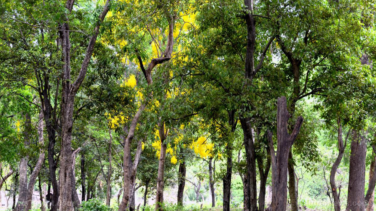 Image: Sandalwood is prized for its health benefits and cosmetic value – that’s also why it’s on the brink of extinction