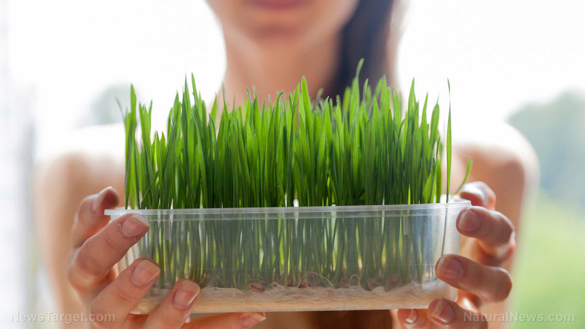 Image: Here are 10 healthy reasons to start sprouting