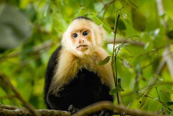 Image: Monkeys use tools, too: Capuchins have been using tools for 3,000 years