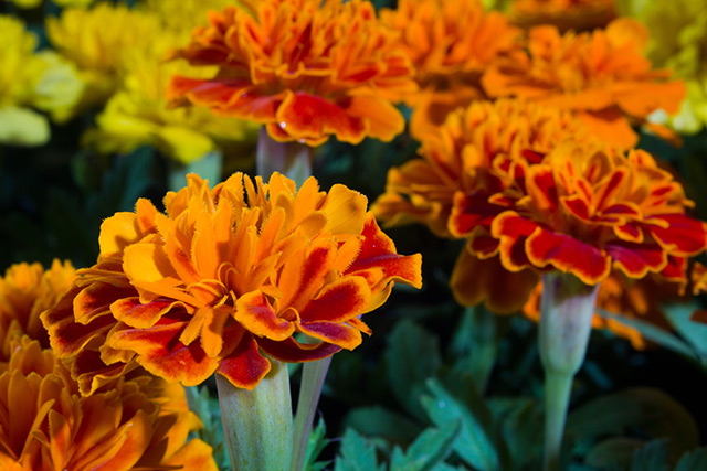 Image: Marigolds possess a natural repellent against devastating pests