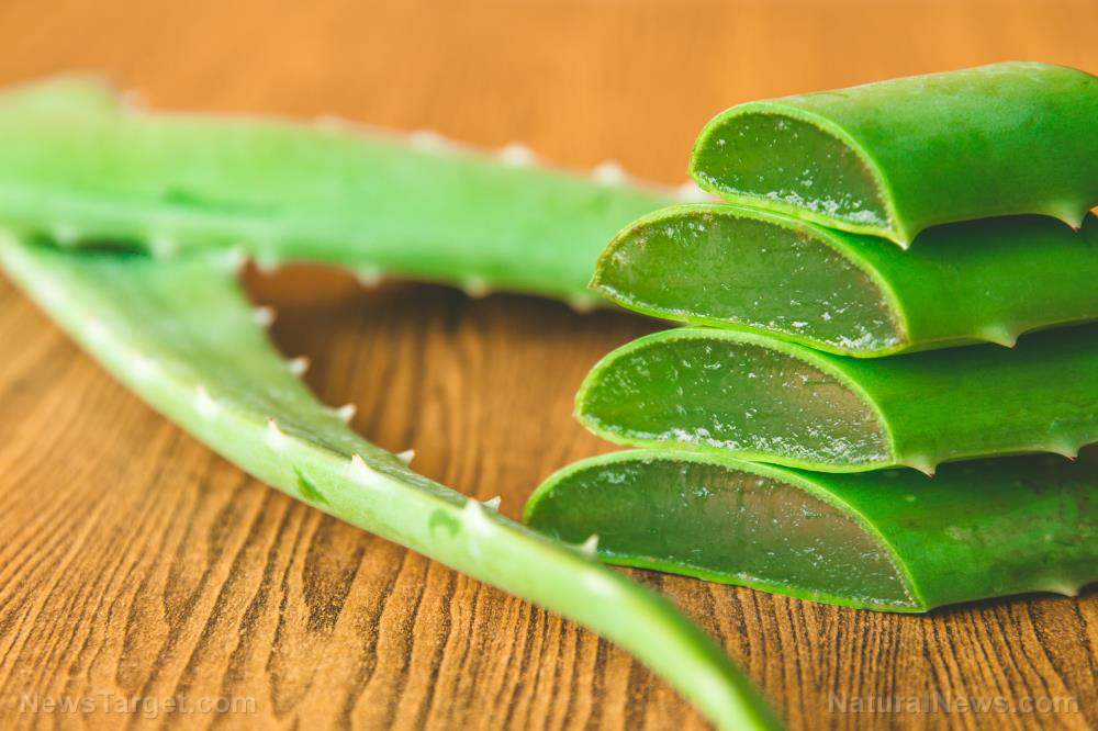 Image: Aloe vera, honey and more: 10 Home remedies for itchy bug bites