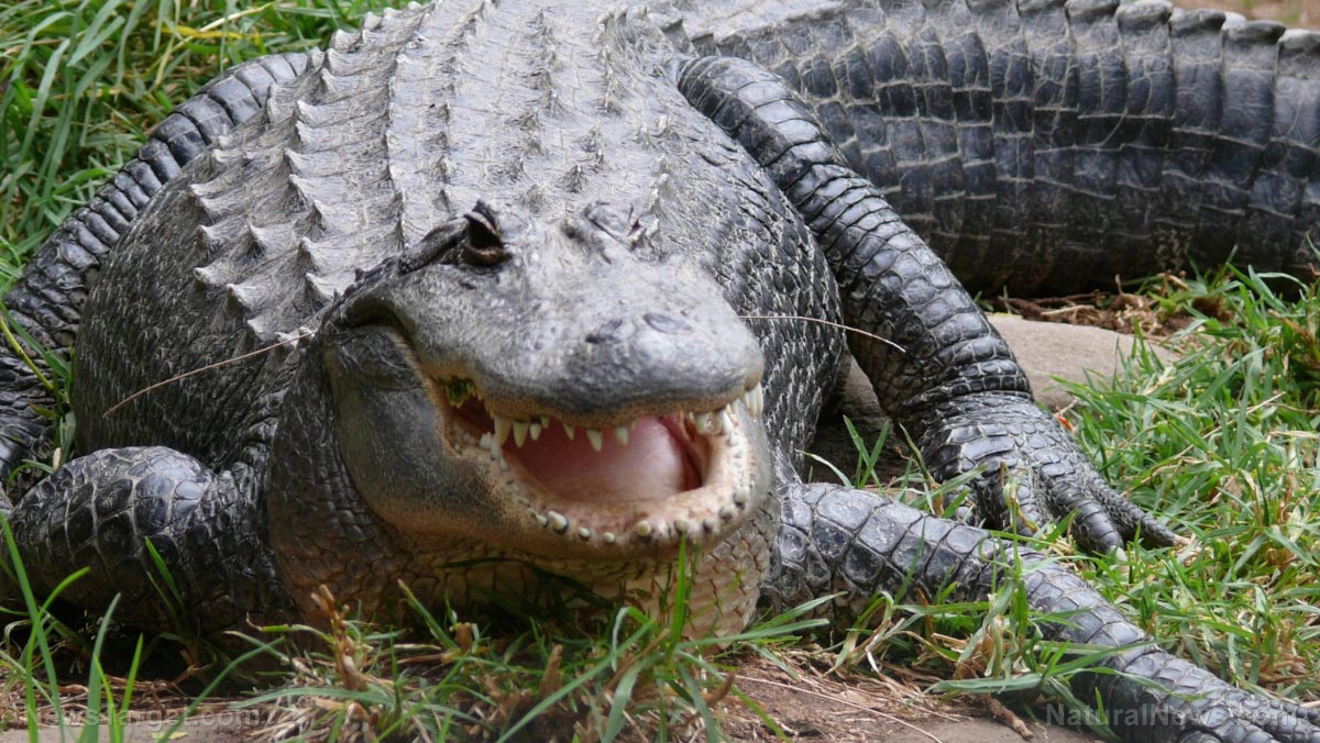 Image: Ancient reptilian vegetarians: Scientists discover fossilized teeth of extinct crocs that dined on plants