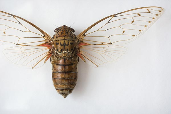 Image: Flight of the living dead: Fungal infection compels cicadas to go on sexcapades long after their genitals fall off