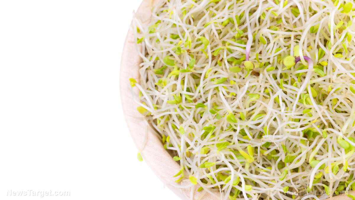 Image: From seed to sprout: How to care for your sprouts the right way