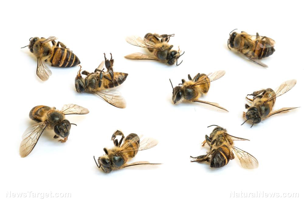 Image: Food supply in danger? Beekeepers lost 40% of honey bee colonies in a year
