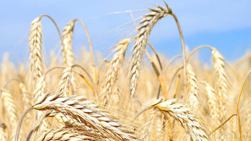 Image: Scientists say barley is a promising laxative and functional food against constipation