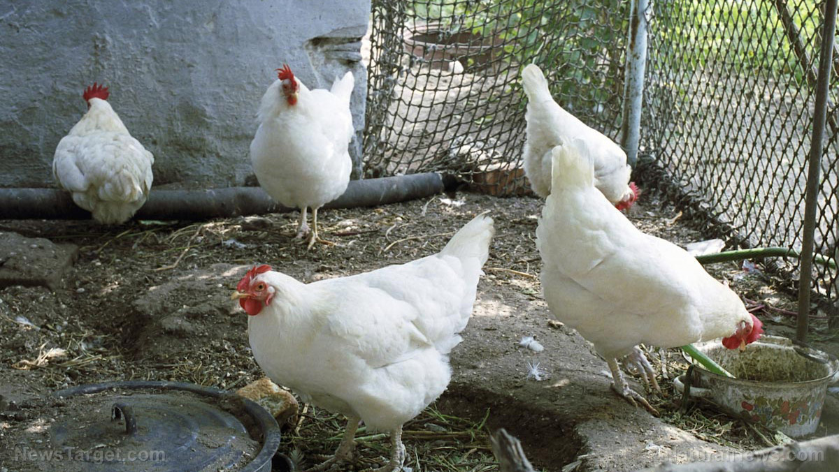 Image: Letting chickens get plenty of sunlight may help boost the vitamin D content of their eggs