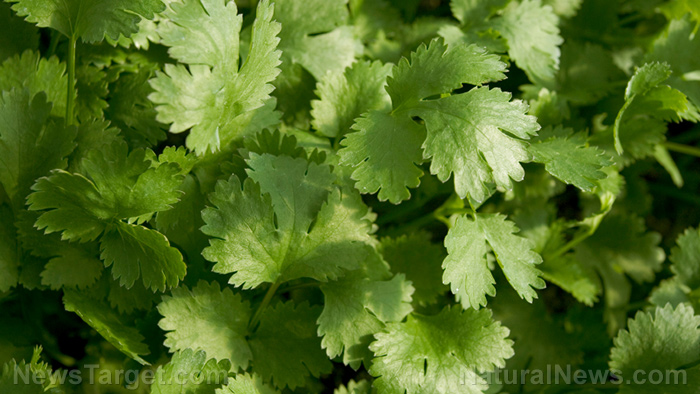 Image: Molecular mechanism explained: How cilantro helps delay seizures common in epilepsy and other neurological disorders