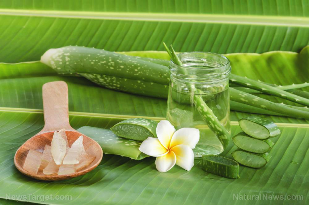 Image: 5 Benefits that make aloe vera fantastic for skin health