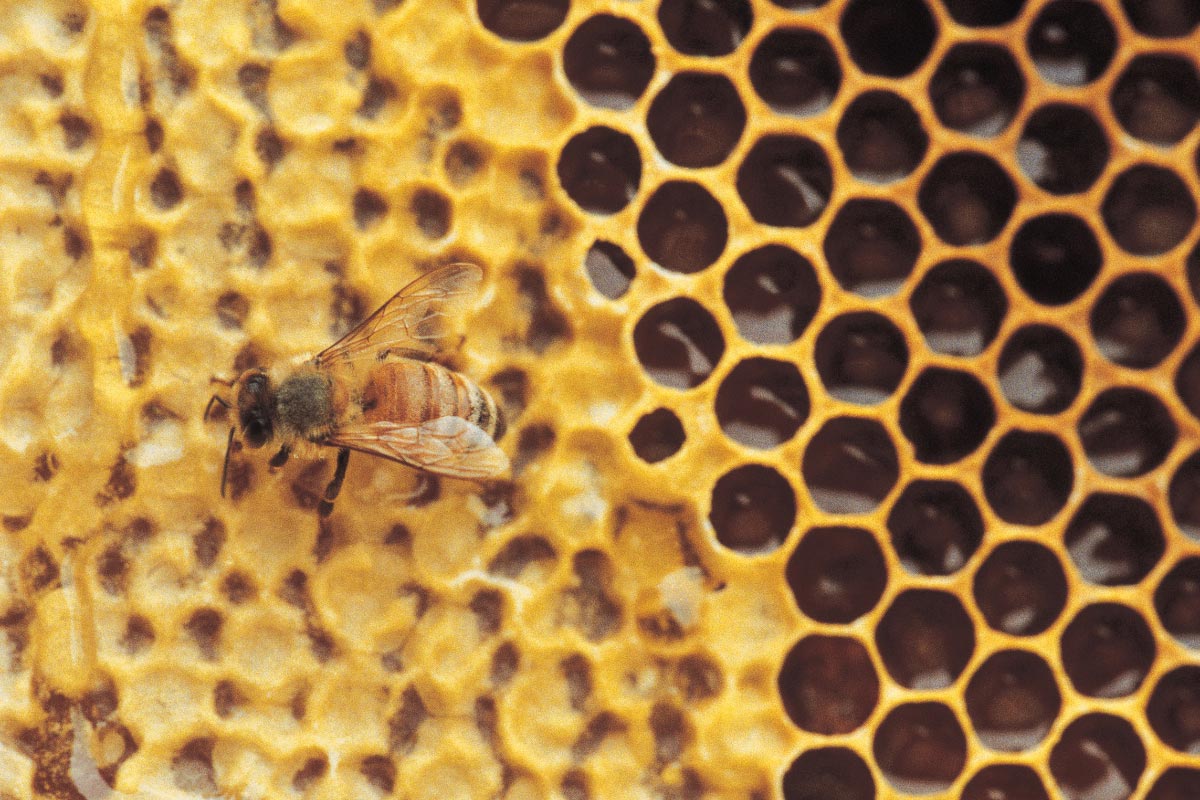 Image: Investigating the wound-healing properties of royal jelly