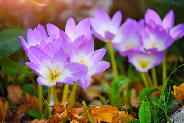 Image: Evaluation of Colchicum autumnalis (Rhazes) as a natural treatment for low back pain