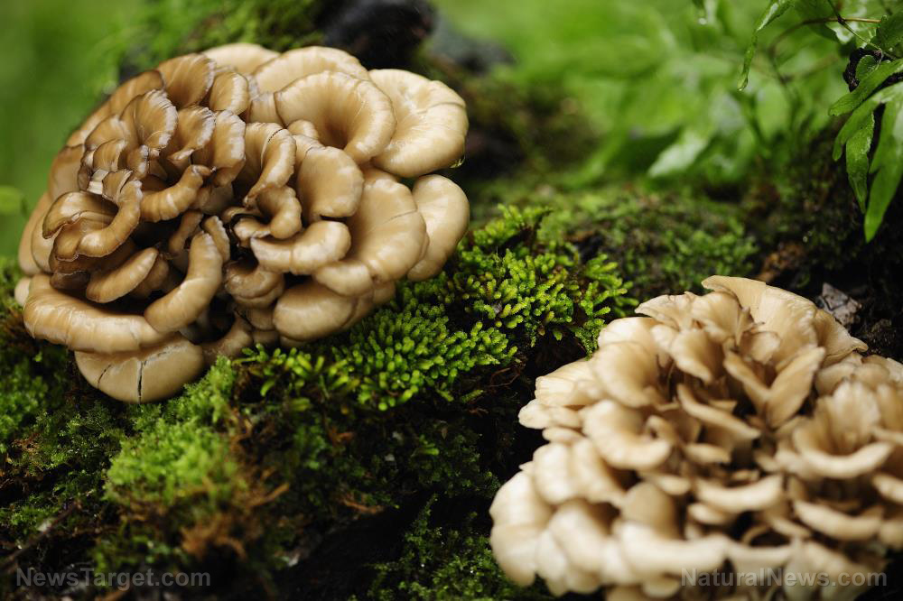 Image: Study: Regular mushroom consumption can lead to lower prostate cancer risk