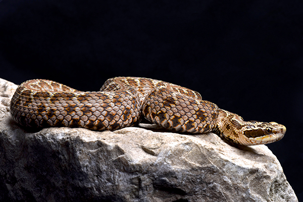 Image: Researchers discover venom of the Siberian pit viper offers heart benefits