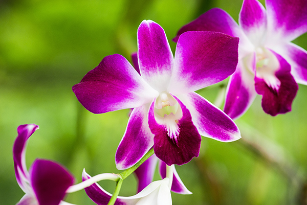 Image: Animal study finds that Dendrobium orchids can help regulate immunity