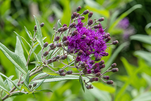 Image: How to identify and grow ironweed, a medicinal plant