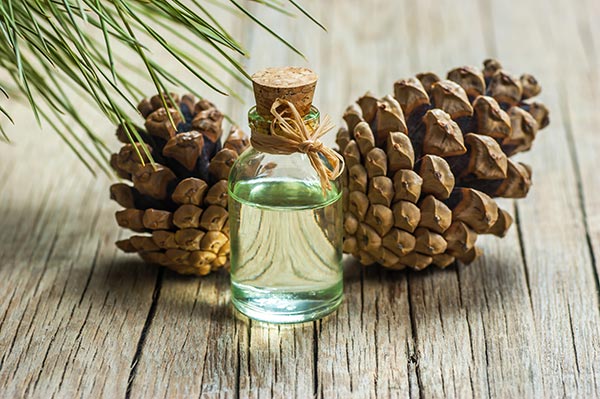 Image: Scientists identify components responsible for the antioxidant and antimicrobial properties of pine essential oils