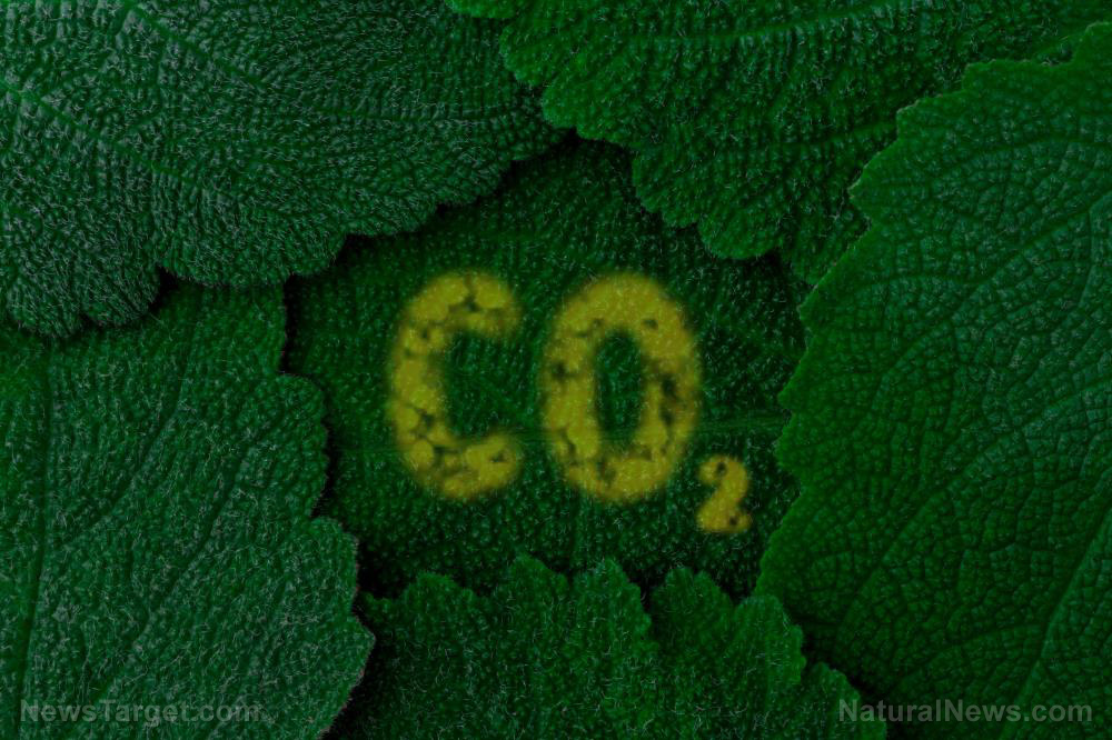 Image: Watching CO2 feed the world