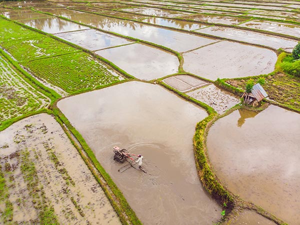 Image: Potential food crisis looms large over China as floods, torrential rains ruin rice crops