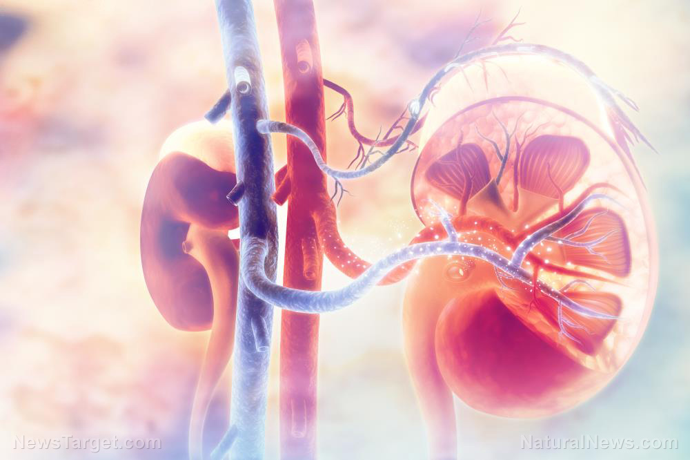 Image: Coronavirus can cause acute kidney damage in over a third of patients, says study