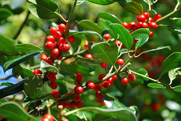Image: Kurogane holly contains anti-cancer compounds for IBS patients