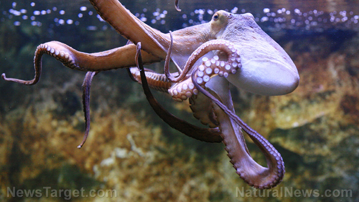 Image: Octopuses taste with their tentacles – scientists show how
