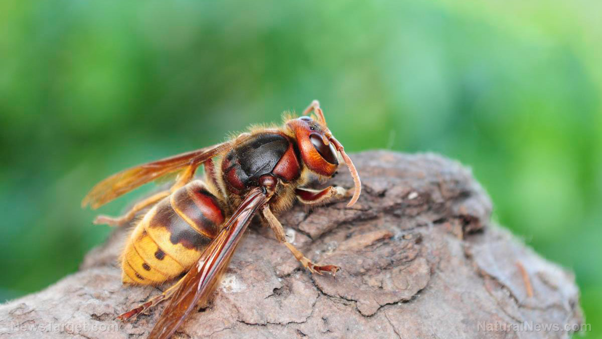 Image: Scientists successfully remove first murder hornet nest found in the US