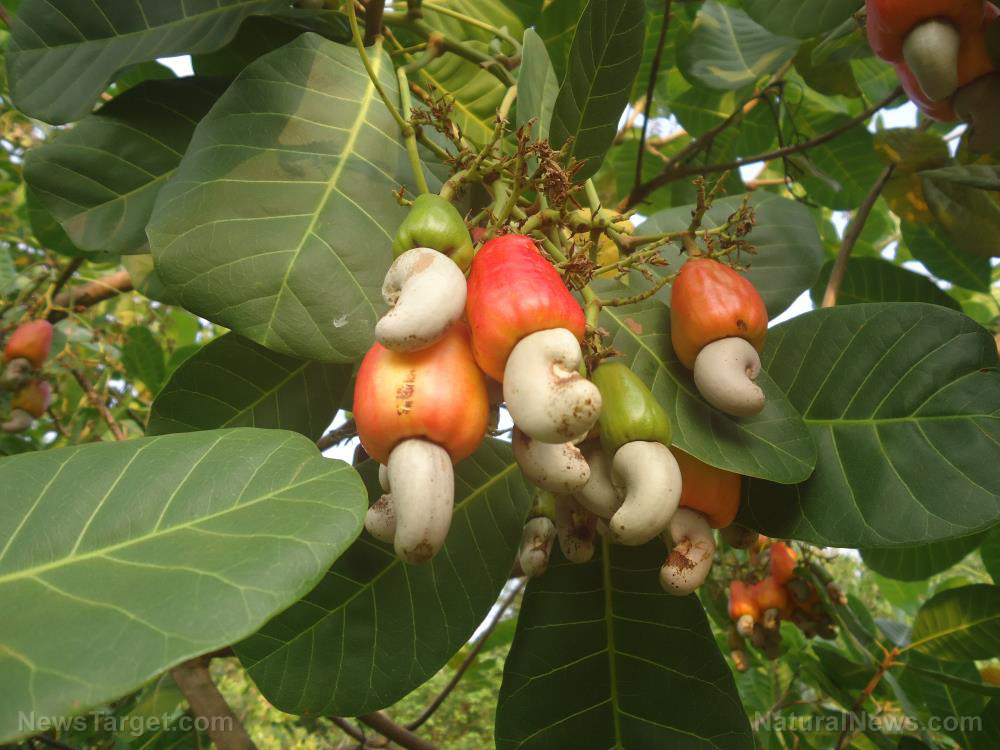 Image: Researchers identify the compounds responsible for Anacardium occidentale’s (cashew) anti-asthma effects