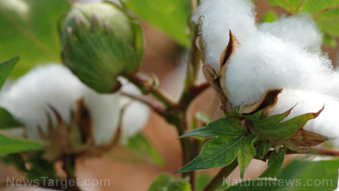 Image: More toxins approved as food: FDA announces GMO cottonseeds will soon be “safe” for human consumption