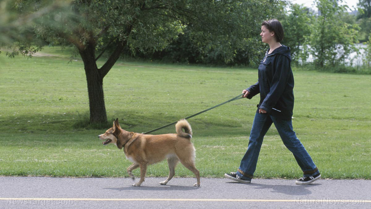 Image: Walking your dog outside – and be punished – under new lockdown mandate in Australia