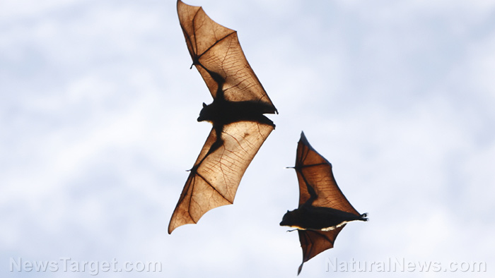 Image: Bats can anticipate their prey’s movements by building predictive models on the fly, says new study