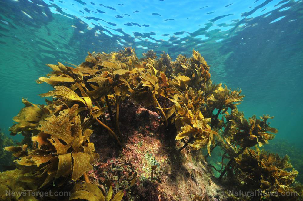 Image: Antimicrobial compound in seaweed can be used to develop self-cleaning surfaces, new research finds