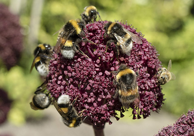 Image: New research shows why flower diversity is important for bee conservation