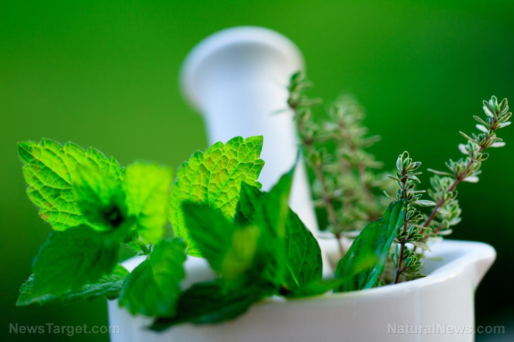 Image: Researchers evaluate the antidiabetic activity of Mentha arvensis (wild mint)