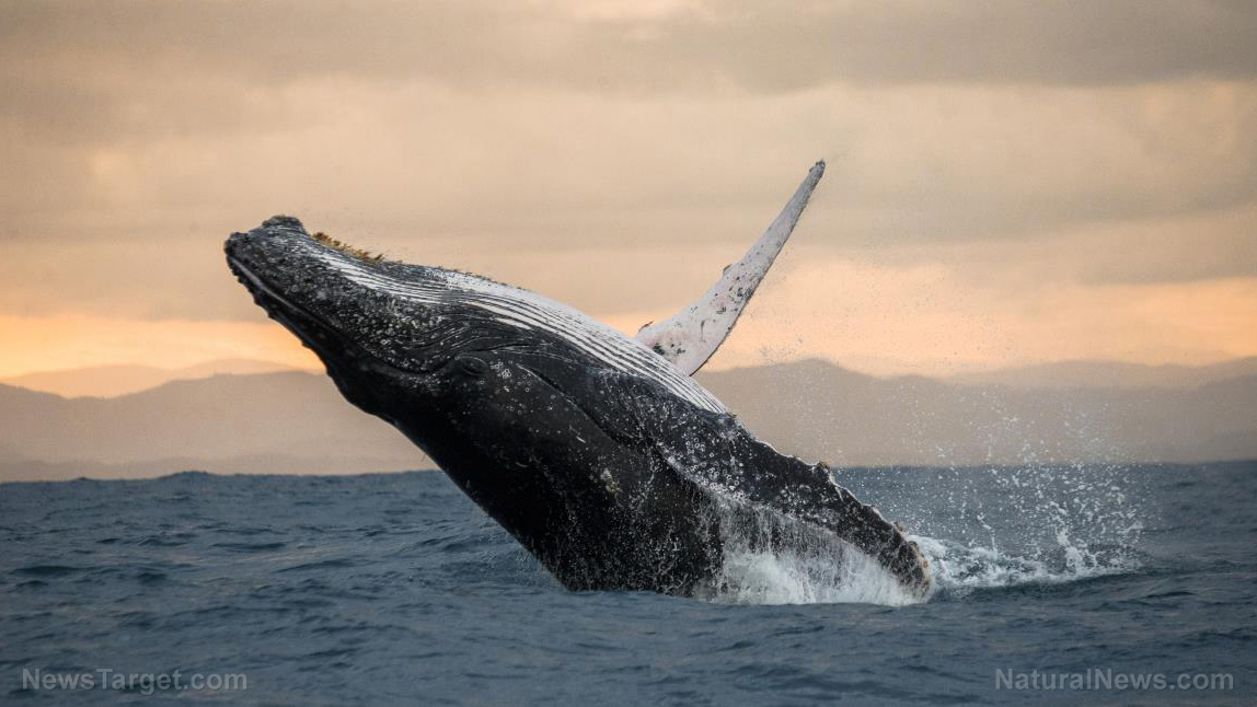 Image: Fascinating video shows humpback whales using “bubble-net fishing” to catch their prey